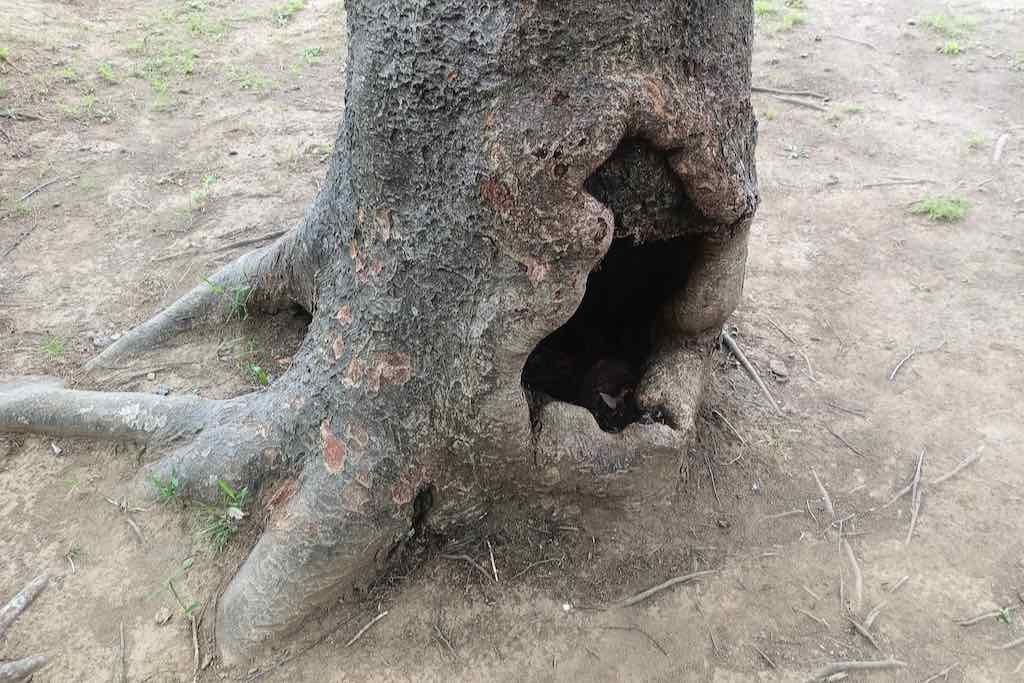 腐敗がすすむ「けやき」